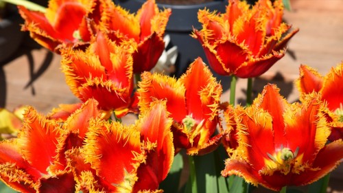 Netherlands Lisse 2608