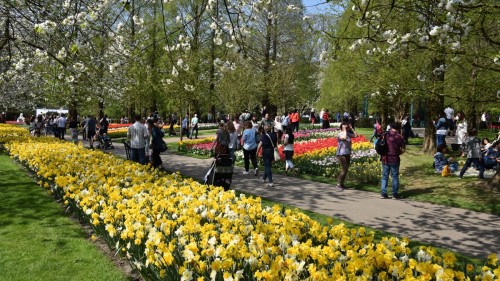 Netherlands Lisse 2622 copy