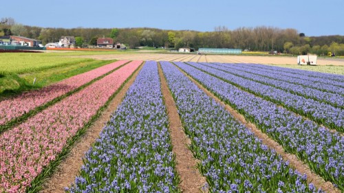 Netherlands Tulip 2211 copy