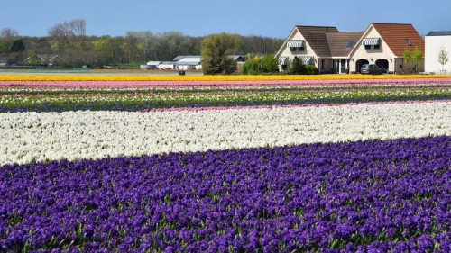 Netherlands Tulip 2217 copy copy