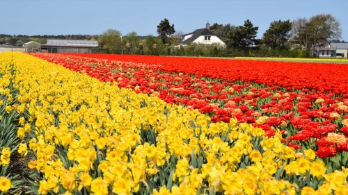 Netherlands Tulip 2239 copy