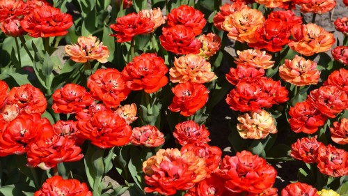 Netherlands Tulip 2240 copy