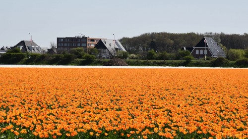 Netherlands Tulip 2253 copy