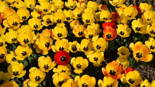 Netherlands Tulip 2255 copy