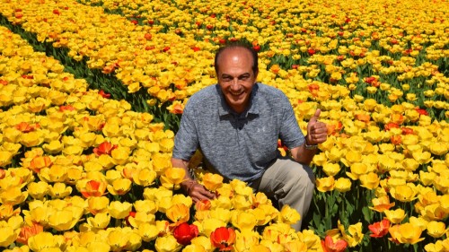 Netherlands Tulip 2261 copy