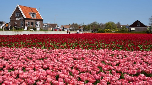 Netherlands Tulip 2270 copy copy