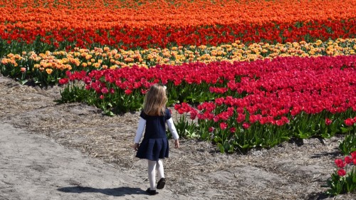 Netherlands Tulip 2281 copy copy