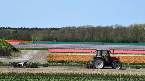 Netherlands Tulip 2318 copy