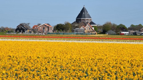 Netherlands Tulip 2424 copy