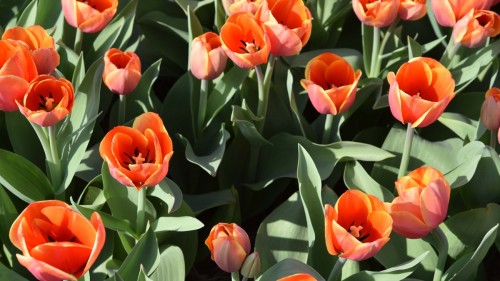 Netherlands Tulip 2441 copy