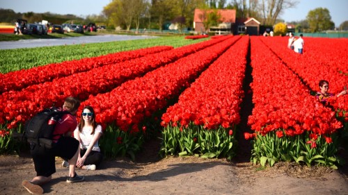 Netherlands Tulip 2463 copy copy