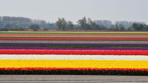 Netherlands Tulip 2503 copy copy
