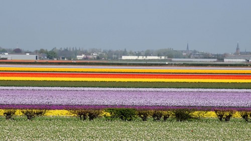 Netherlands Tulip 2715 copy