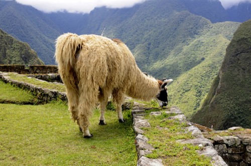 Peru 2008
