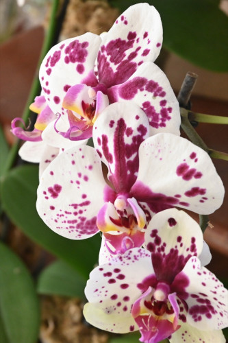 Orchids 8937-copy