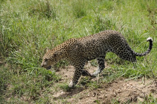 Leopard Hunt