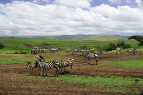 Safari Tanzania 6503 copy