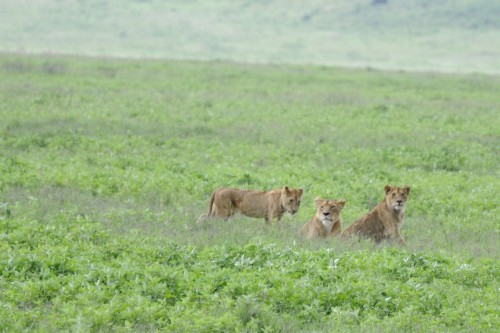 Safari Tanzania 6742 copy