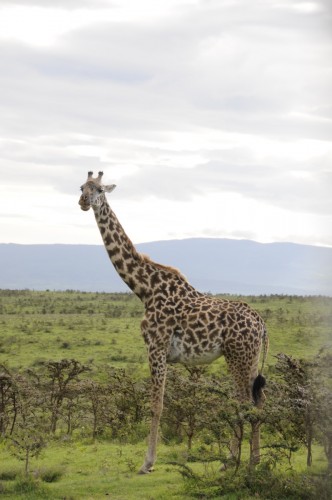 Safari Tanzania 6940