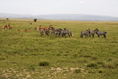 Safari Tanzania 7672 copy