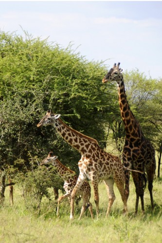 Safari Tanzania 8041 copy