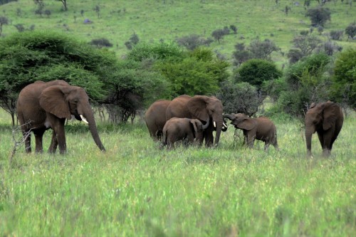 Safari Tanzania 8182 copy