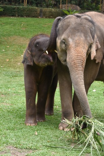 Thailand Chiangmai 3469 copy