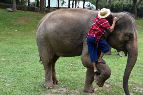 Chiangmai Elephant Kingdom, Temples