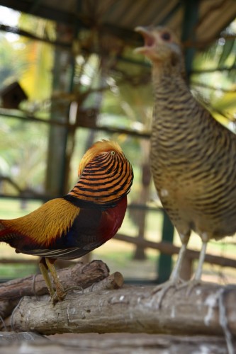 Thailand Chiangrai 3133 copy