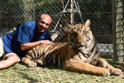 Thailand Phuket Tiger 2272 copy