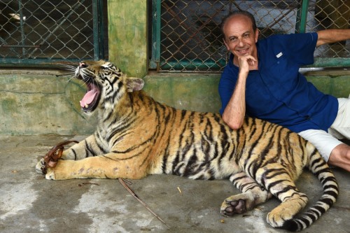 Thailand Phuket Tiger 2331 copy