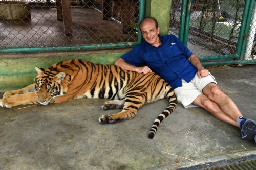 Thailand Phuket Tiger 2398 copy