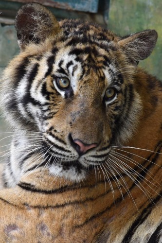 Thailand Phuket Tiger 2415 copy